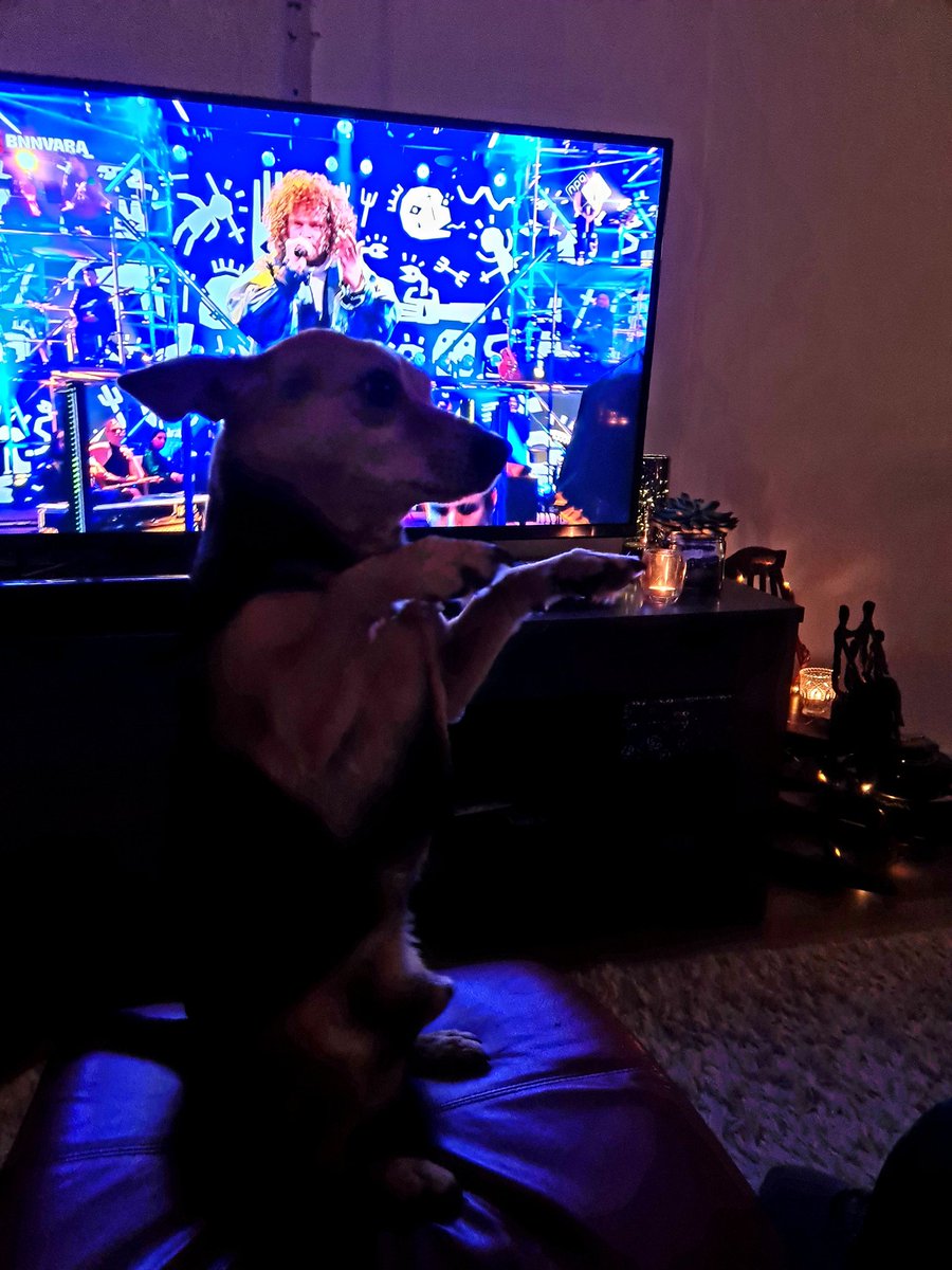 aadje71's tweet photo. Zelfs onze hond Dapper rockt mee🎵 #matthijsgaatdoor https://t.co/Do7ElzgkVh