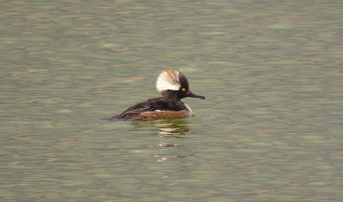 Not all ducks are either "drakes" or "hens." Males not yet in their adult plumage ("drakes") are, well, males not yet in their adult plumage.

Like this strange and beautiful second-year male Hooded Merganser at Hecla Pond, Louisville, Colo.

#birdphotography #BirdTwitter