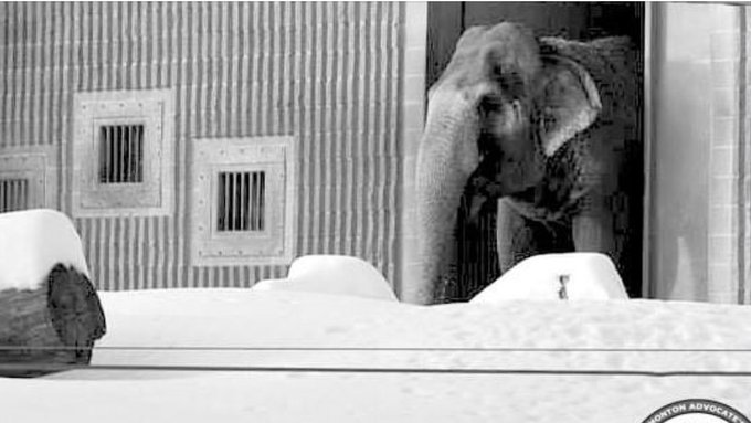 LEAP 💜 ❤️🐘🇨🇦 tweet media