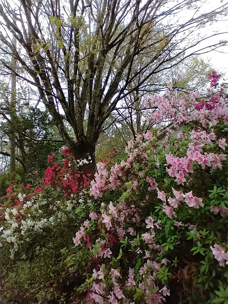 Lifesab5138's tweet photo. #photography #Flowers #Azaelea https://t.co/T8ZXlnED6c