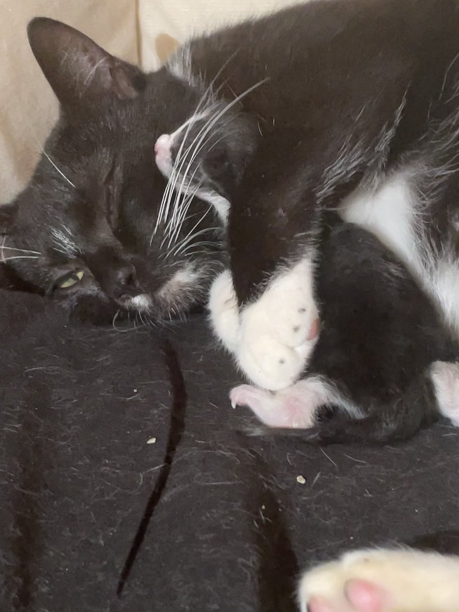 RMFRCO's tweet photo. Lovey is the purrfect momma cat. She is attentive, cleaning, nursing and snuggling her kittens. https://t.co/mNCAwknR4M