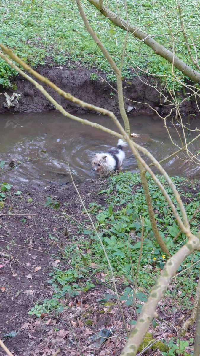 Arrowe Park again. Popster loving the stream. Lots of Mandarin Duck pairs today.#ArrowePark #WirralWalks #100daysofwalking #walksfromhome