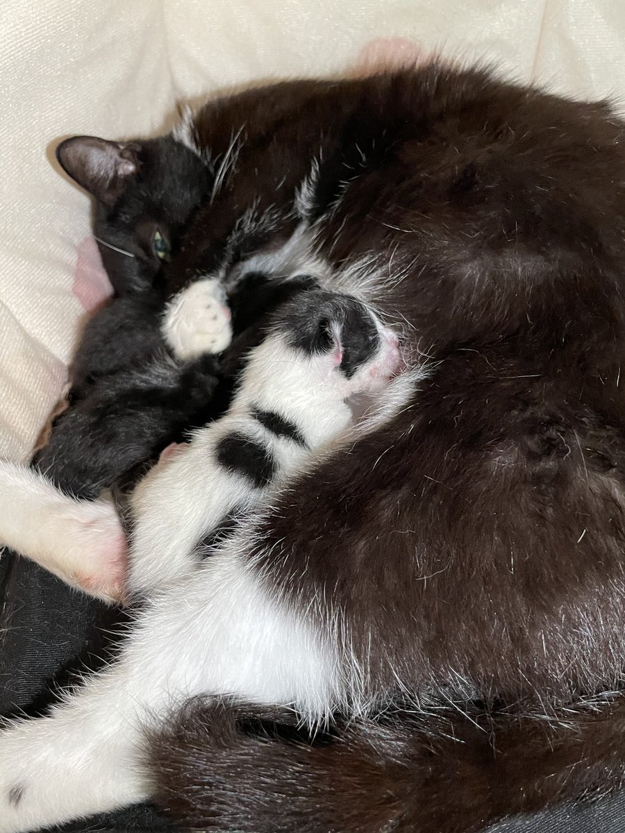 RMFRCO's tweet photo. We're excited to bring you updates has her kittens grow over the next 8-12 weeks! Be an RMFR #kittenseason hero and support queens and their kittens all season long. https://t.co/P6q4LVoB54 https://t.co/YfDdhjABHh