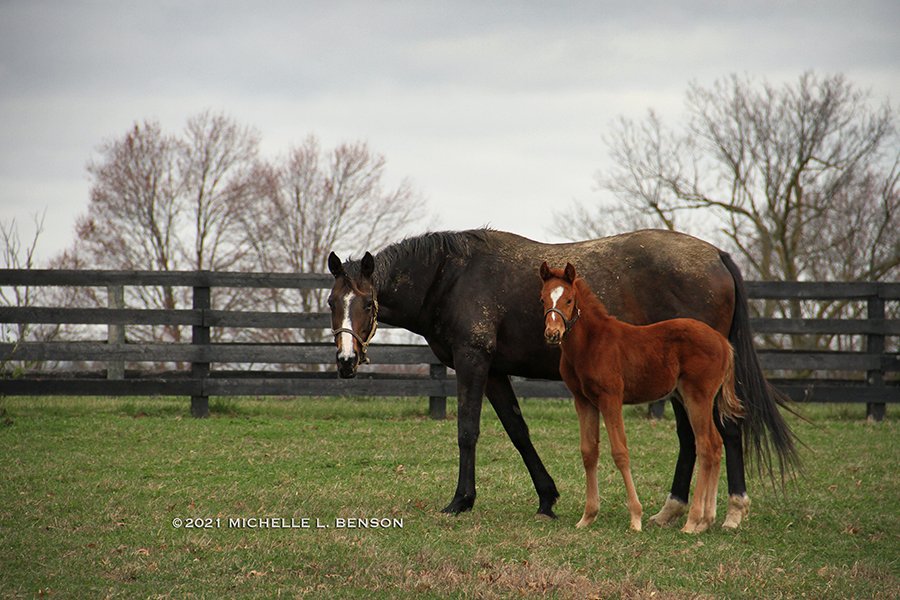 WoodMereFarm's tweet photo. Legacy + Chick #maremonday #foalphotos2021 #StreetBoss #thoroughbred #kybred #horses #racehorse #horseracing #fostermare #nursemare #fostermom #orphanfoal #farmlife https://t.co/2sPzwSX74H