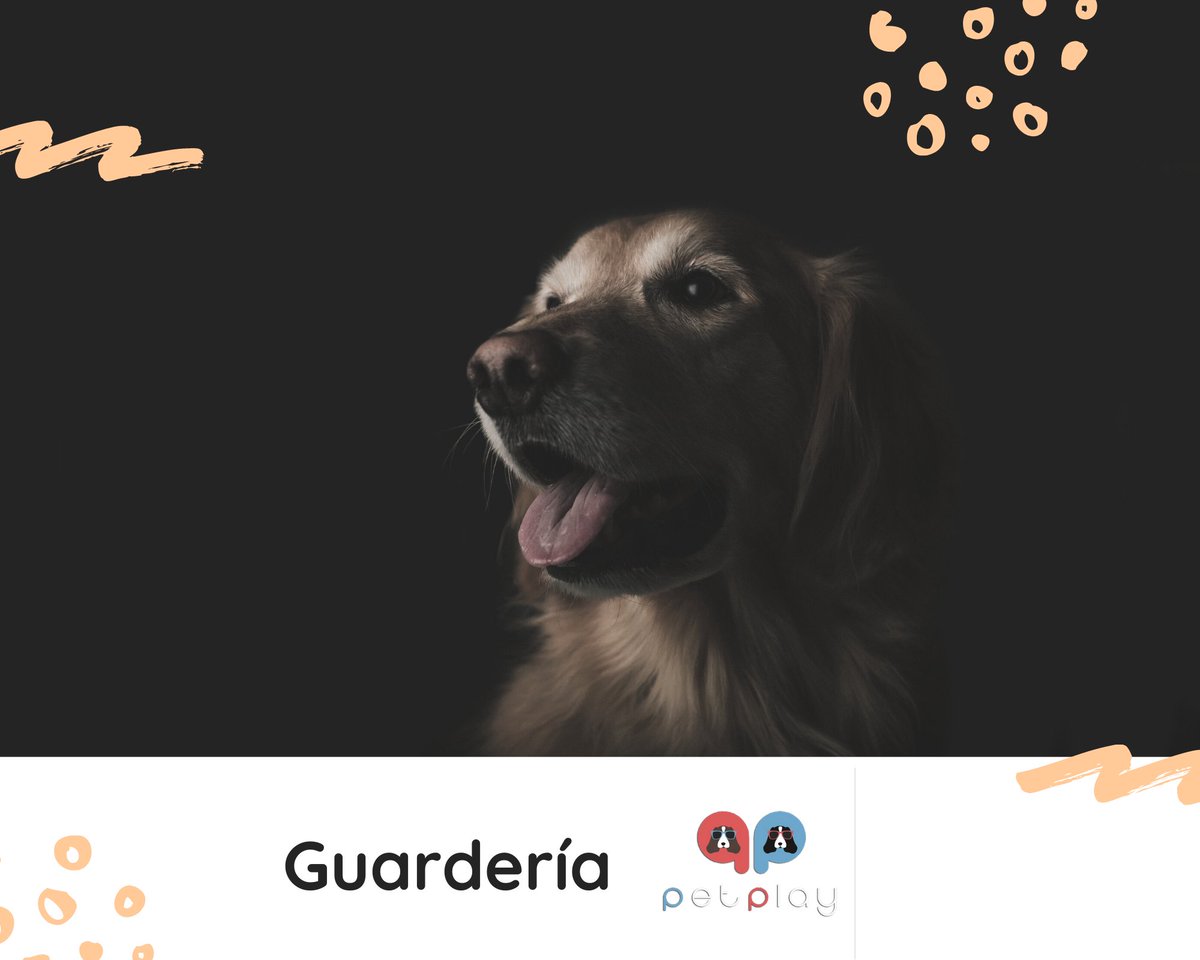 En  #PetPlay amamos tener a tu perrhijo en nuestra guardería 🐶

Contamos con cuidadores expertos y veterinarios que se aseguran de mantener a tu peludo bajo su supervisión y súper divertido. Podrá pasar la noche en compañía de otras mascotas y ejercitarse. 

📲(55) 5524-0432