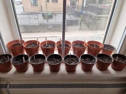 BHT_Sunflowers's tweet photo. Our 2018 Champ sent me these photos this week. This is the woman who buys vampire-bothering stakes, once used a hairdryer to try to coax her sunflower out, and grows giant sunflower houses. I’m delighted that she is growing 🌻 this year. We’re a poorer, quieter lot without her. https://t.co/flnflMWY5S