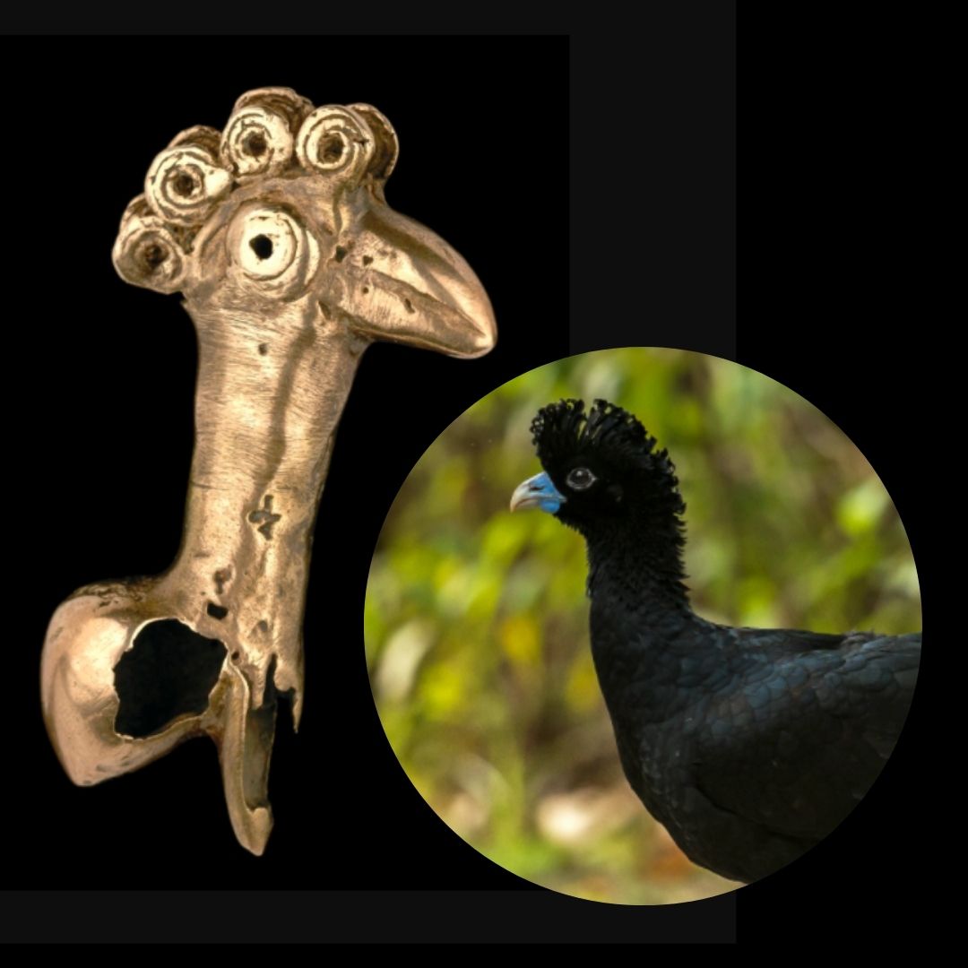Banrepcultural's tweet photo. ¿Sabías que el paujil es una de las tantas aves en peligro de extinción en Colombia?
En el #ChallengeMO hacemos un homenaje al paujil, ave endémica del norte de Colombia desde el piedemonte de la Sierra Nevada de Santa Marta hasta la cuenca baja y media del río Magdalena.😢 https://t.co/tB36TDItR5