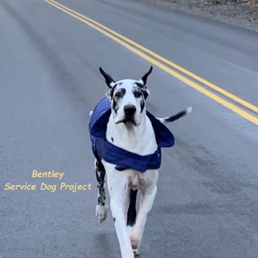 ServiceDogPr's tweet photo. 9-year-old Bentley might be considered a senior #GreatDane, but he demonstrates beautiful form as he trots on a recent walk. He has passed his conformation on to many SDP Danes-#ServiceDogs, #TherapyDogs, & #PerfectPets.
#Dogs #DogsOfTwitter #SeniorPupSaturday @dogcelebration https://t.co/IKTGHMx8MJ