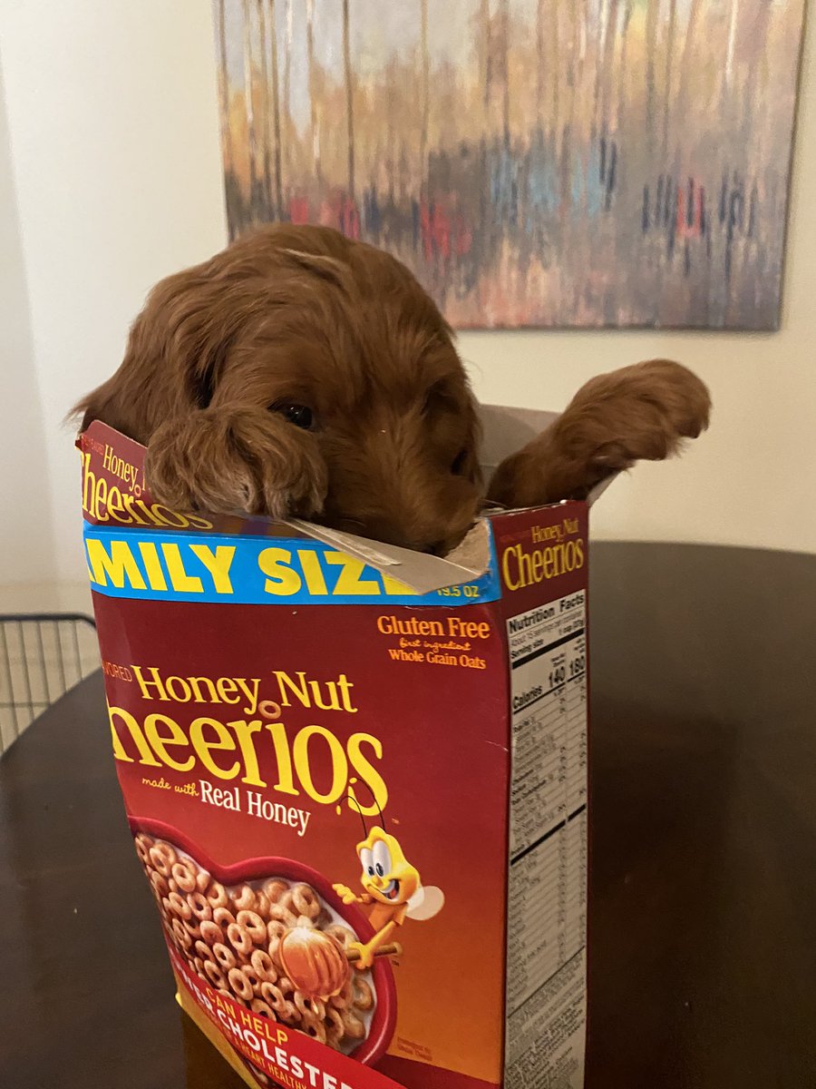 stacybethart's tweet photo. Look what I found in my cereal box. I’m so glad it wasn’t shrimp tails. https://t.co/orUEg61S19