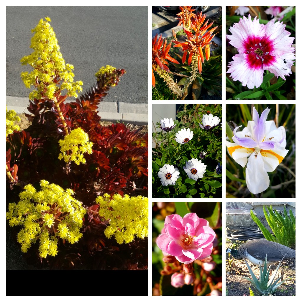 griz1's tweet photo. Guess what was my biggest spring surprise on my morning run? #FlowerReport @TheFlowerWorld #notaflower @Culvercity311 @EllenKopstad @alyssaharad @muz4now @drtinamaster @mackpurp @AudubonCA @LAAudubon @AmOrnith #peacock https://t.co/iMVAg2J6b7
