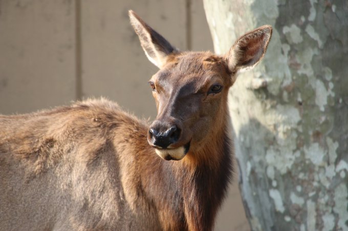 マーサちゃんのtwitterイラスト検索結果