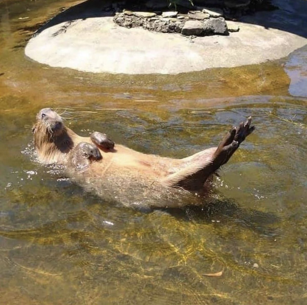 CapybaraCountry's tweet photo. capy backstroke https://t.co/yGFbFoYVPA
