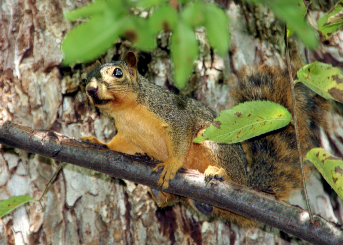 VisitAllenTexas tweet media