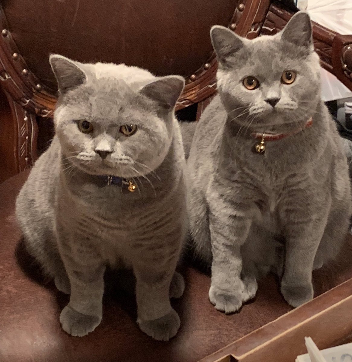 Louis Amadeus 🌈. Davis 🌈 Duke now tweeting. tweet media