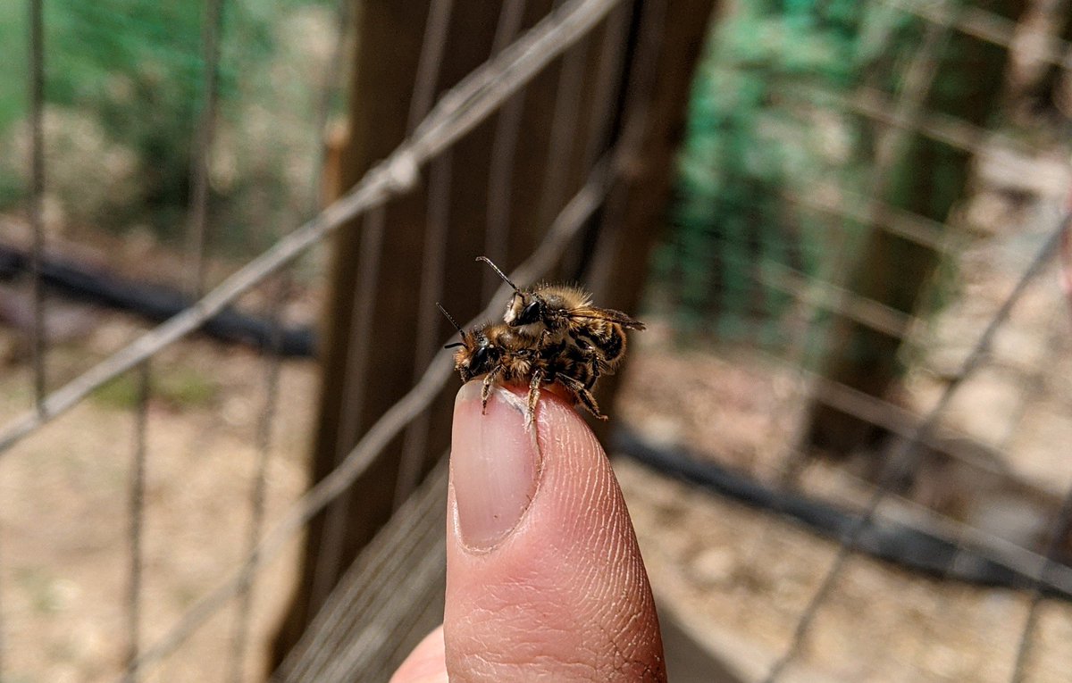 Gettin' a bit randy in the backyard. 🐝🤣 #masonbees #masonbee