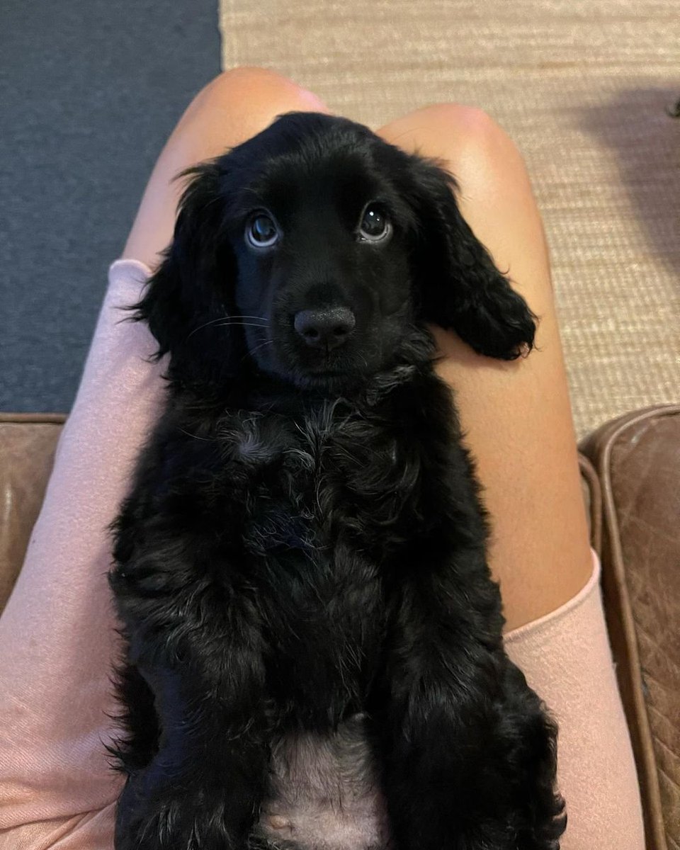 BichinhosFB's tweet photo. Esses olhinhos 🥺 https://t.co/YfemctHmW0