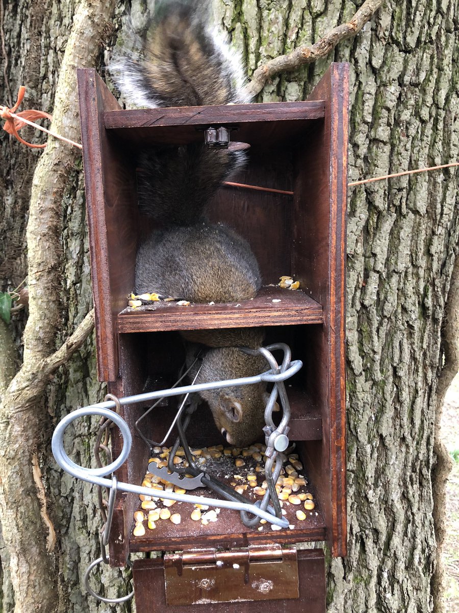 grj243's tweet image. How it started……How it’s going! #vermincontrol #lockdownproject #bestdadever #battleofthegreys #NorthWales 🏴󠁧󠁢󠁷󠁬󠁳󠁿