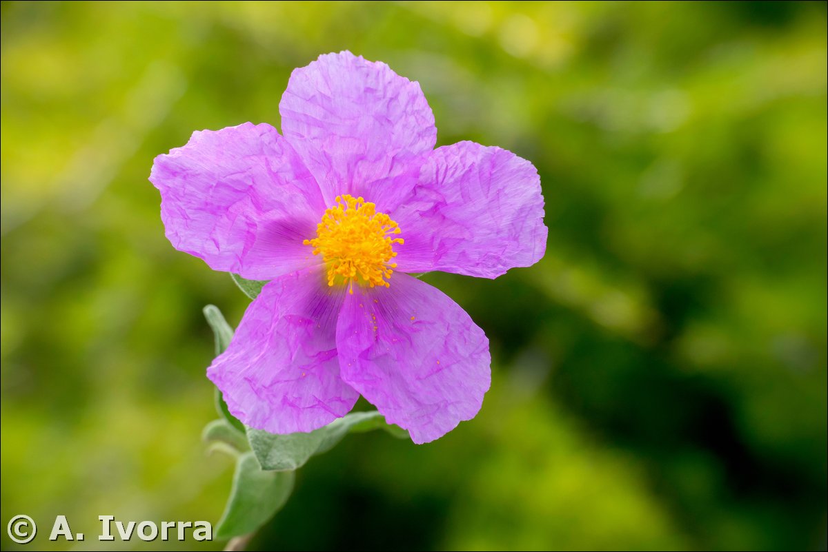 AndresIvorra's tweet photo. Cistus albidus https://t.co/mNsUxVYMMF