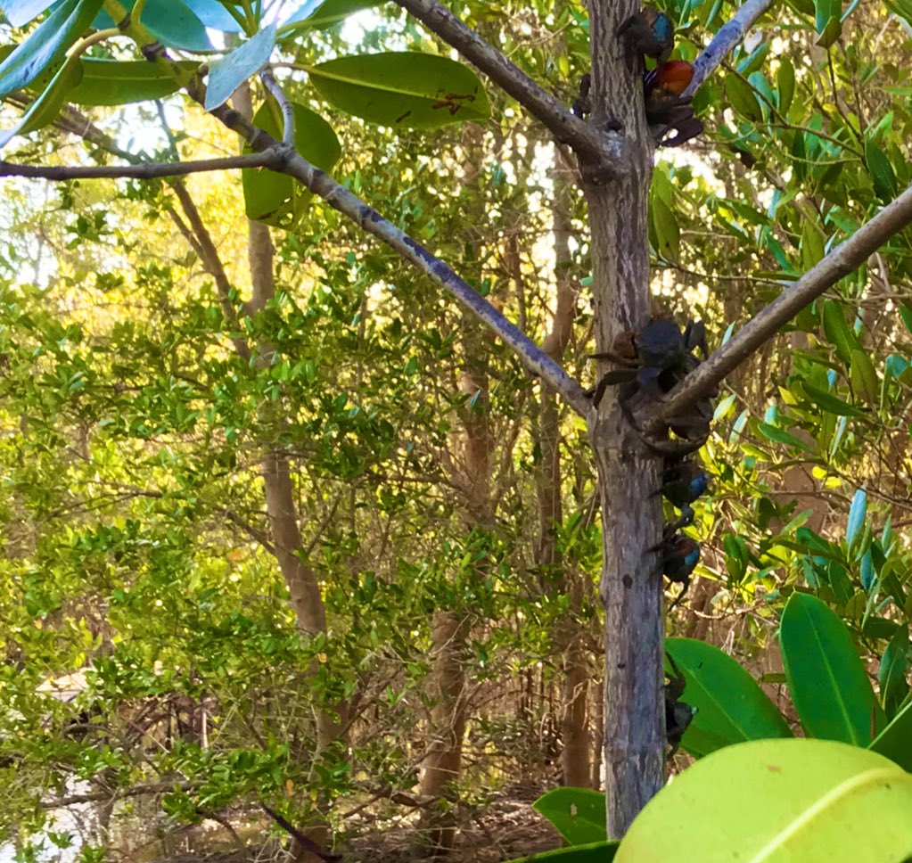 David Ashley tweet media