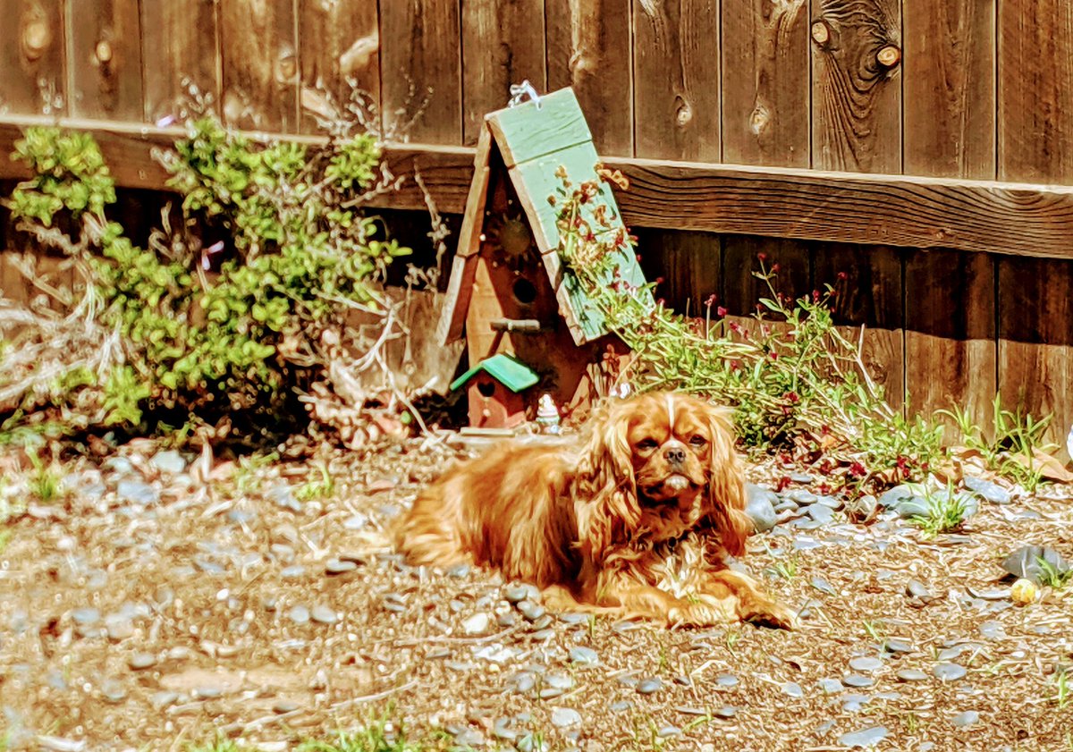 LuminousNumino1's tweet photo. I was snoozing in the 🌞 and Mom tried to be all sneaky and catch me in the act, but I was sleeping with one eye open. Can't catch me, I'm the Opie pie guy! #everwatchful #wheresmytreat https://t.co/JQ4Eng0TlS