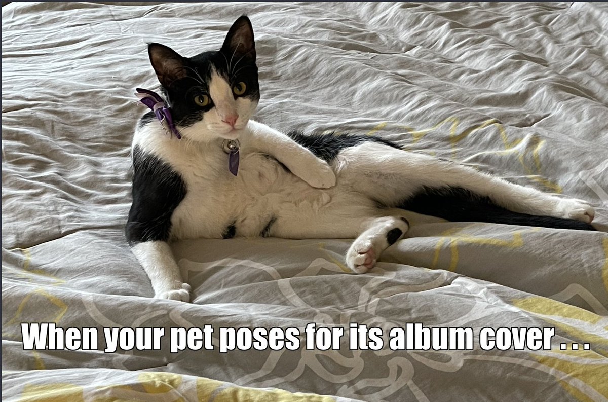 WindyCityMike7's tweet photo. You already know the vocals are 🔥. Whiskers is trying to get signed.  #AlbumCoverPets #albumcover #MCO335 https://t.co/r8CirII9Oh