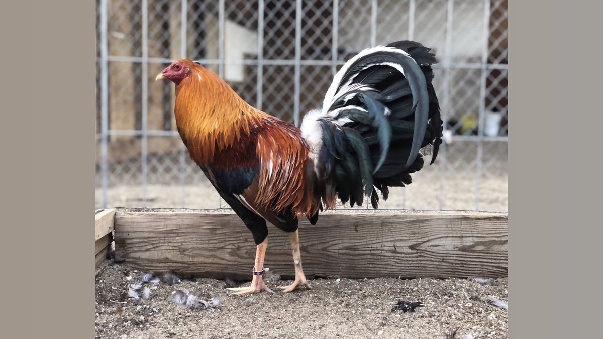 GallosGamefowl's tweet photo. https://t.co/9C8kvwekdM
