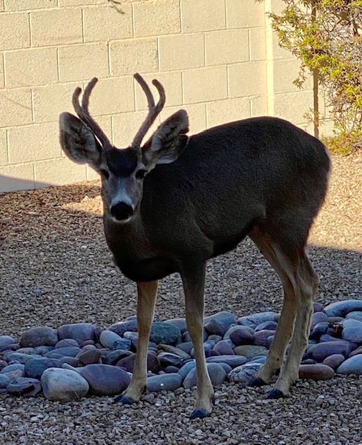 Our neighbors out for a stroll.
