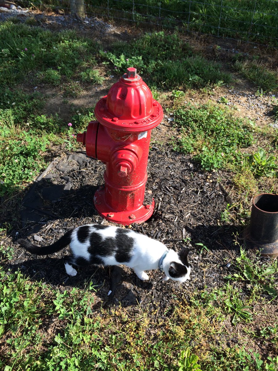 KYwhisky's tweet photo. Cooper leads most tours @WTDistillery but he is taking this “acting like a dog” way to seriously.. https://t.co/fjOjJJMWrh