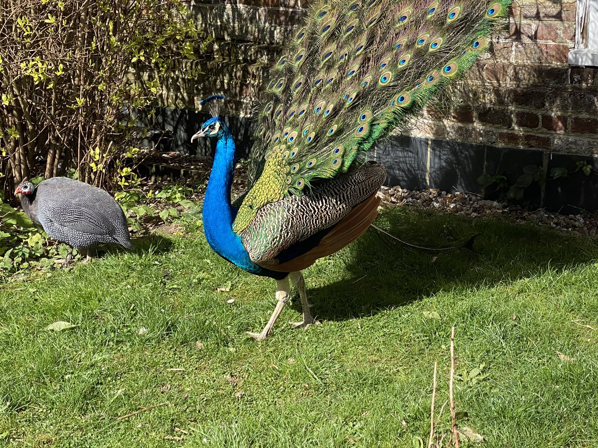 Springtime, that time of the year, this guy starts making noise at every rattle, or any other thing at 03:00 hours - just hope his two sons from last year don’t follow suit! #peacock #NOISEMAKER