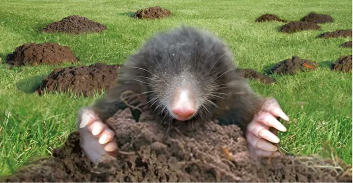 Dierbescherming's tweet photo. Mollen kunnen vrijuit rondwoelen in opgehoogde Eemdijken: ‘We vangen ze niet meer’ https://t.co/i9ERYshLzR
Dit is inmiddels het tweede waterschap waarvan we lezen dat ze stoppen met onnodig doden van mollen. Daar worden we blij van, dank @ValleienVeluwe. https://t.co/OXMbb6njXy