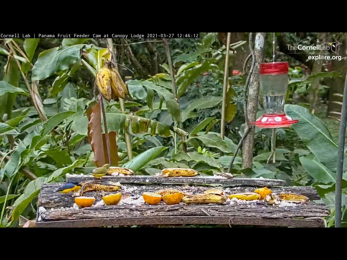 BadMoveNeil's tweet photo. Male and female Thick-billed Euphonias at the feeder. @PanamaFeederCam https://t.co/N27u8vaaWA