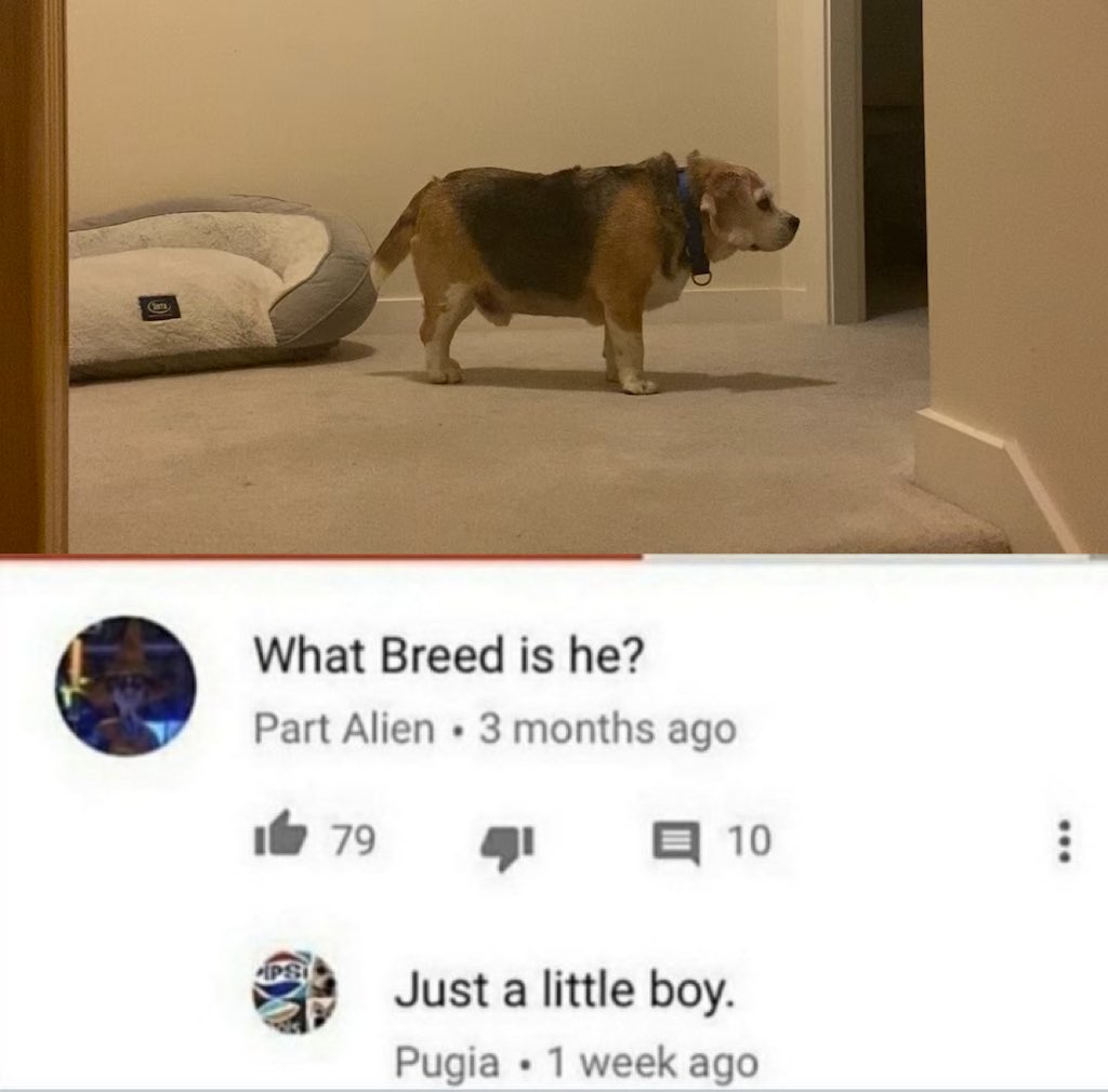 KILLER MEG (Interdimensional entity..) (@horse_feedbag) on Twitter photo 