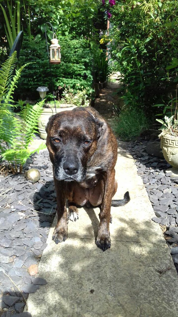 timencircles2's tweet photo. @JeremyNDooley I've had a dog that got lost. Turns out she'd jumped the fence and got a bit stuck in our neighbors back garden, then fallen sleep. Our neighbors found her the next day and as you can see by the picture she was sad she worried us 💕💕 https://t.co/LdgLKYQHmF