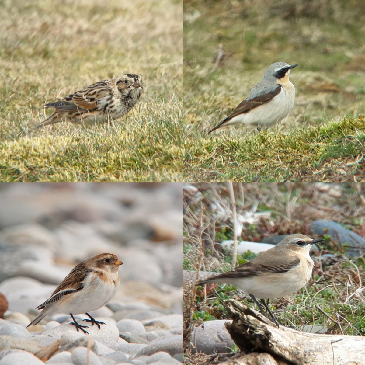 _TCartz's tweet photo. Mixed seasonal feel today whilst birding along the N Wales coastline with the Iceland Gull, Scaup &amp; Snow Bunt at Rhyl plus 2 Lapland Buntings on the Great Orme being accompanied by 16+ Wheatear! 

Goshawk flying over the car was very special too
#zeissbirding https://t.co/00RtU3gFIZ