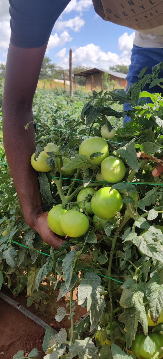 PhiriDivah's tweet photo. Taking the lead from the front. I am a firm believer in what I preach. We are on day 78 with Star 9009 (tomato crop). The first harvest will take place on Saturday, April 3rd, 2021. These are the fruits of my labor. It was difficult to grow this crop especially with persistent https://t.co/7mhtjcsqa7