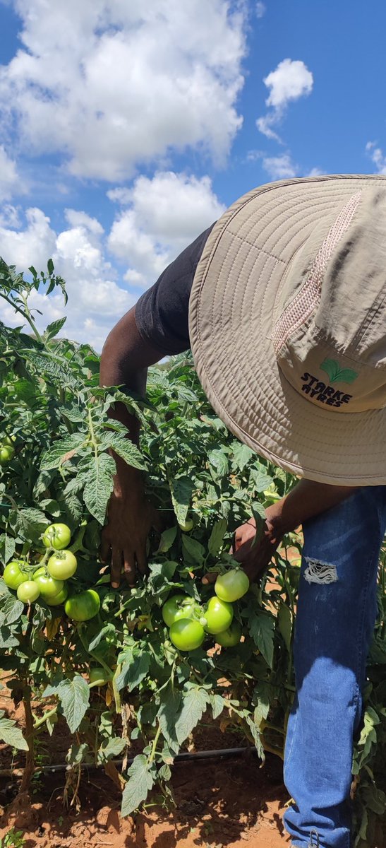 PhiriDivah's tweet photo. Taking the lead from the front. I am a firm believer in what I preach. We are on day 78 with Star 9009 (tomato crop). The first harvest will take place on Saturday, April 3rd, 2021. These are the fruits of my labor. It was difficult to grow this crop especially with persistent https://t.co/7mhtjcsqa7
