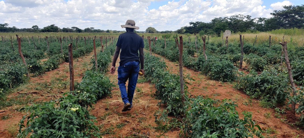PhiriDivah's tweet photo. Taking the lead from the front. I am a firm believer in what I preach. We are on day 78 with Star 9009 (tomato crop). The first harvest will take place on Saturday, April 3rd, 2021. These are the fruits of my labor. It was difficult to grow this crop especially with persistent https://t.co/7mhtjcsqa7