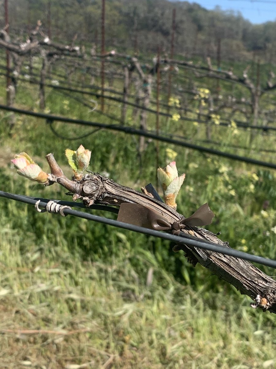 Here’s to new beginnings! #budbreak #seaveyvineyard #2021vintage #winelover #napavalley