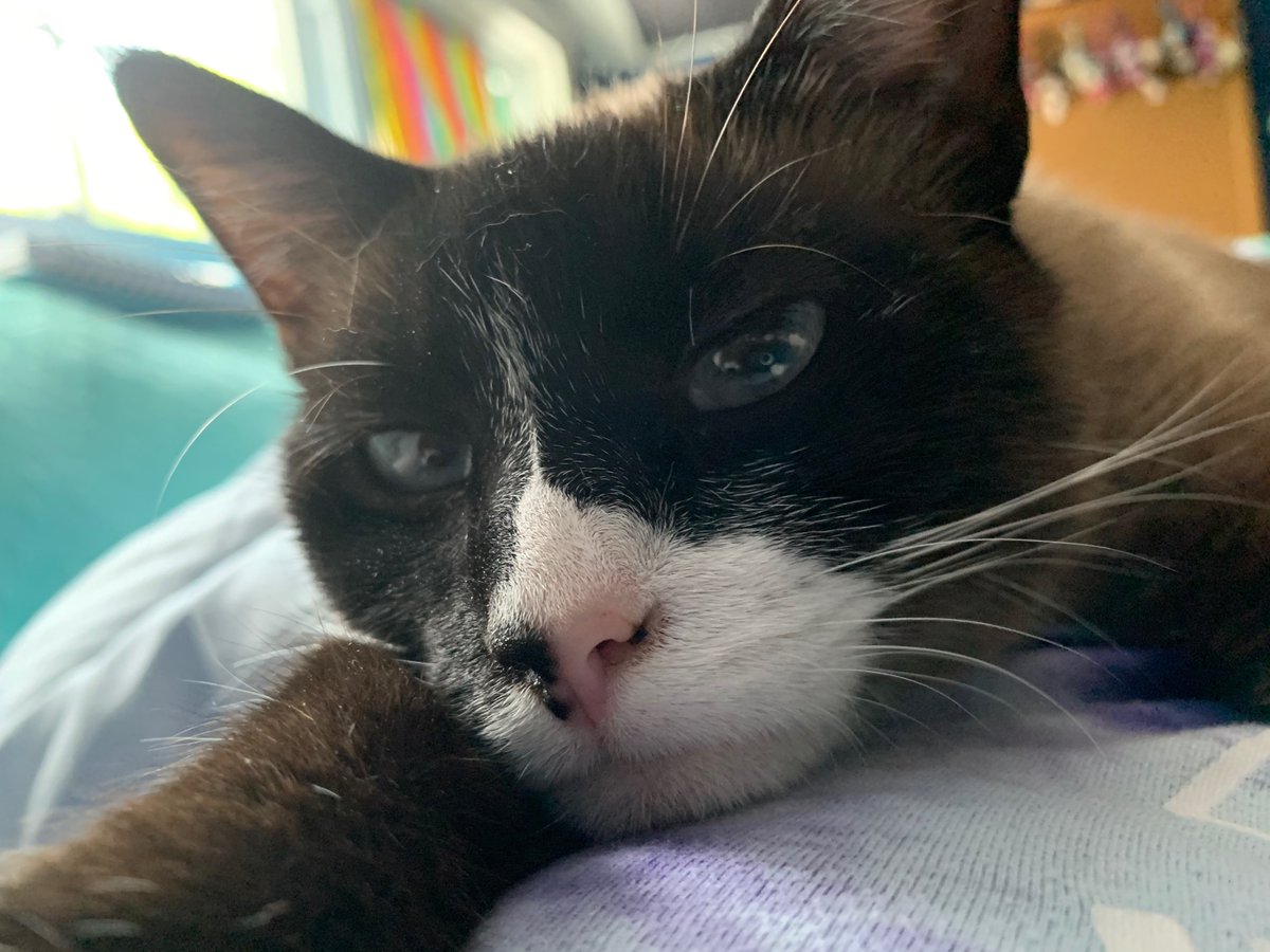 IrisKittyMeow's tweet photo. Tis the day for relaxing... 😎 
—
#cats #caturday #CatsOfTwitter #CatsOnTwitter #IrisTheSnowshoe #kitty #kittycat #meow #cattwtselfieday https://t.co/dN47VTus73