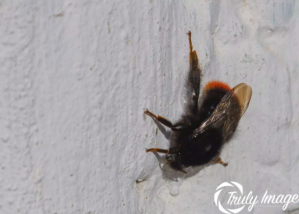 TrulyImage's tweet image. Spring is finally here, saw this little bee chilling today 🐝🌼