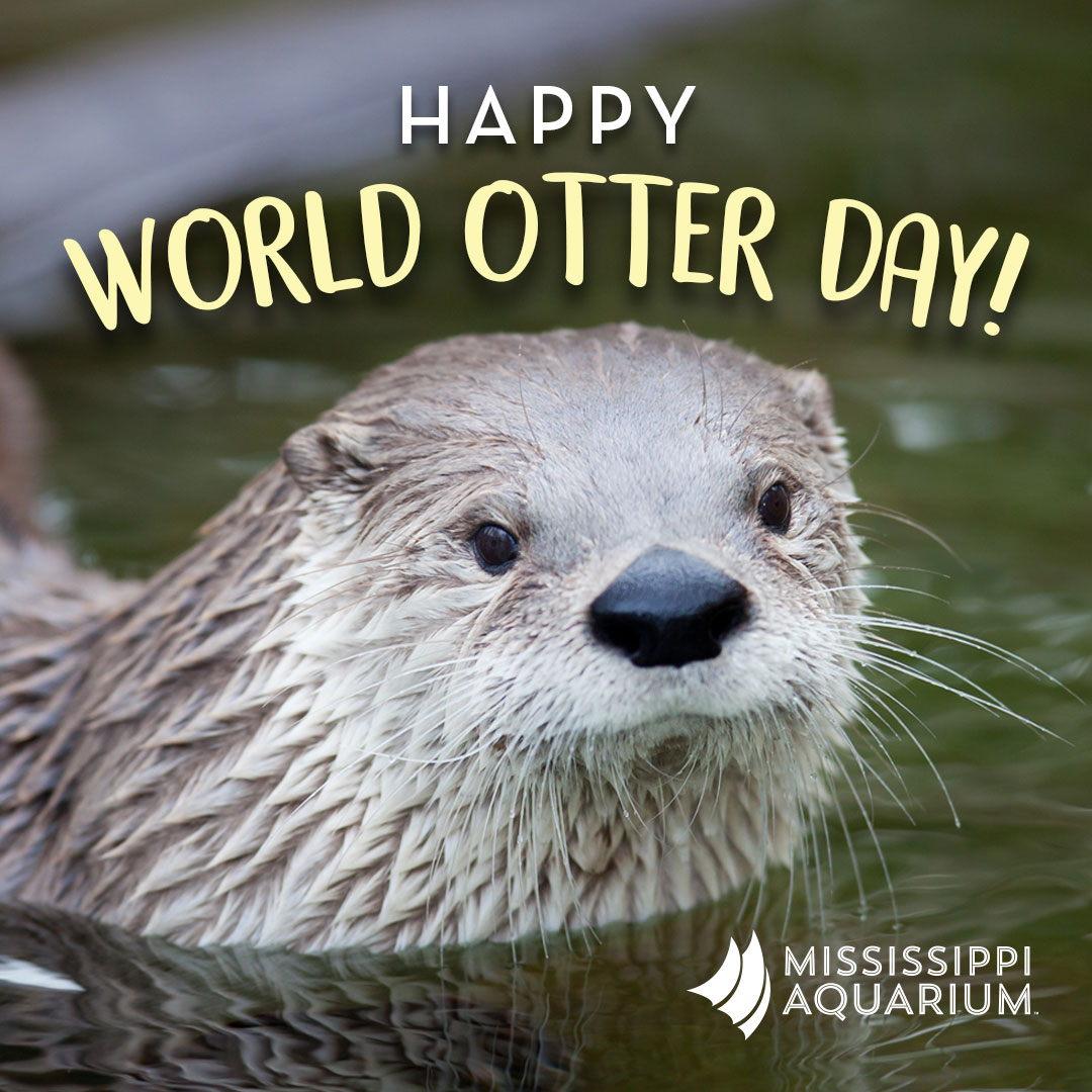 Mississippi Aquarium Happy World Otter Day We Have Four North American River Otters Here At The Aquarium They Can T Wait For You To Visit T Co Rmn7b64qzt Twitter Mississippi Aquarium Happy World Otter Day We Have Four North American River Otters Here At The Aquarium They Can T Wait For You To Visit T Co Rmn7b64qzt Twitter