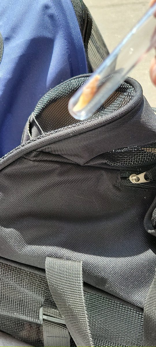 NatAttack488's tweet photo. We're down one cat tooth and one stroller but good to go! Anyway if anyone needs animal wrangling services, I am available. https://t.co/kzraoMftZI