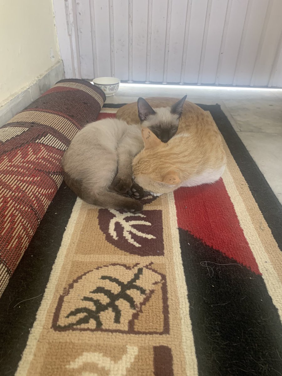 v0sx9b's tweet image. Purrrrrr + 1