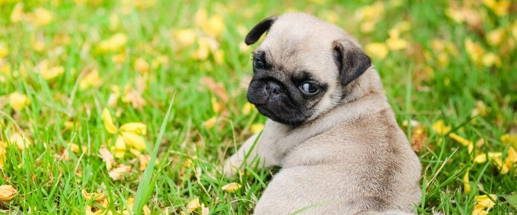 tamaracvets's tweet photo. What to Know About Dog Spaying and Neutering and Its Many Benefits https://t.co/g34spMy6RA https://t.co/uKBIT4th9P