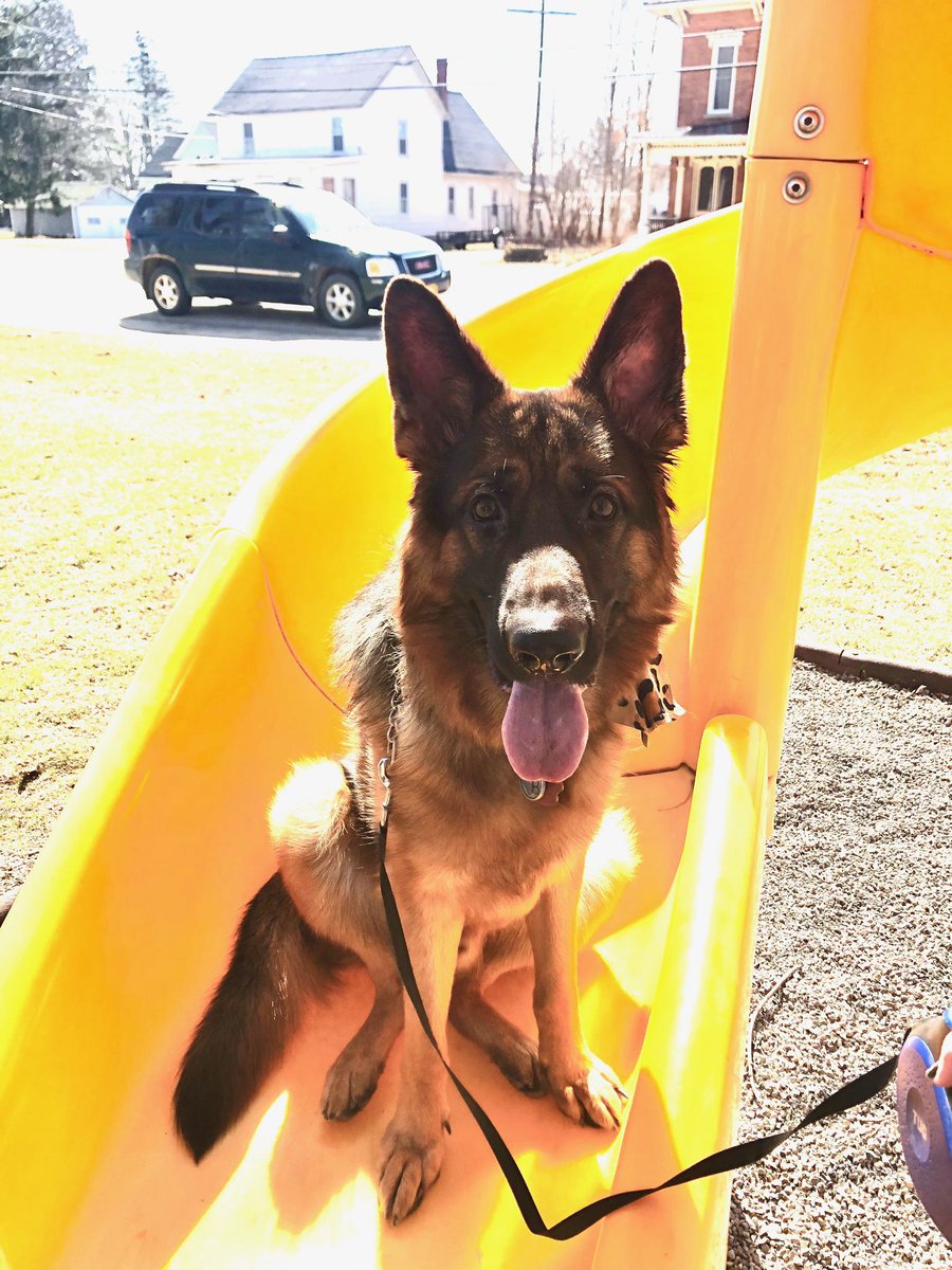 Gullus_'s tweet photo. My dog on a slide please like it or I won’t feed him ( only joking ) ... unless? https://t.co/fOI9VQYwLv