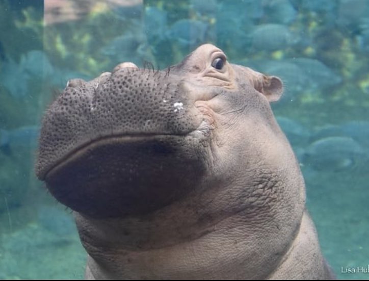 Better smirk: Trey Sermon or Fiona? <a href="/CincinnatiZoo/">Cincinnati Zoo</a>