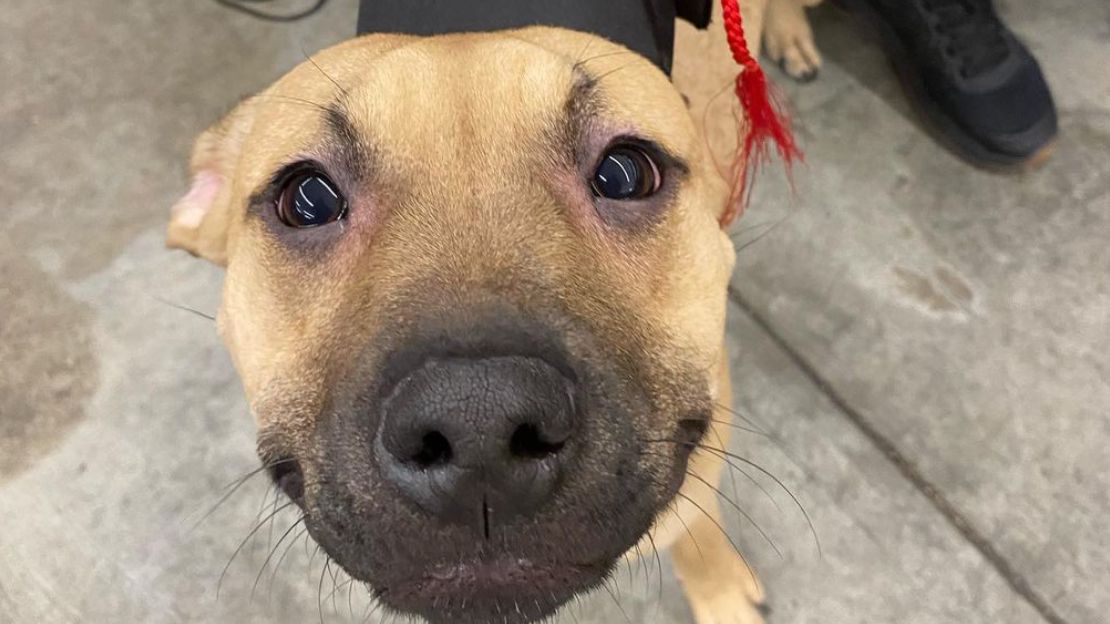 LifeAtPetSmart's tweet photo. Double-tap to give a congratulatory BOOP to this happy #PetSmartTraining graduate π₯³
πΈ: petsmartna_training https://t.co/3uL5RArmgL