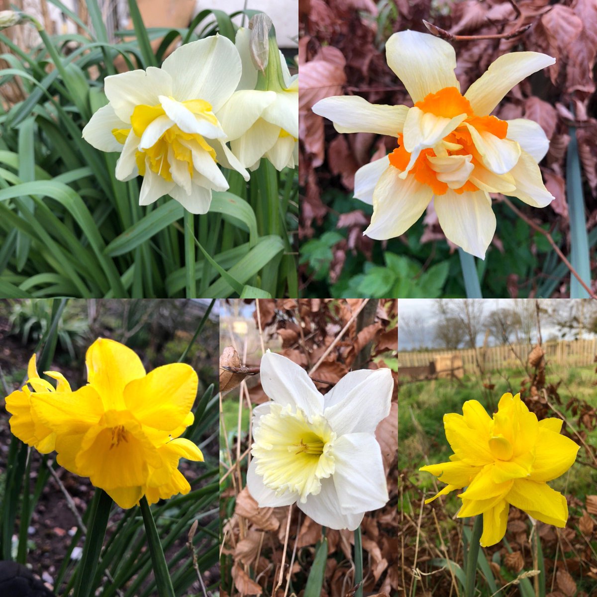 tom_r_p's tweet photo. A host of #Golden (and #Silver) #Daffodils. #Spring is #Sprung in #Somerset. https://t.co/NRvCjWWBkv