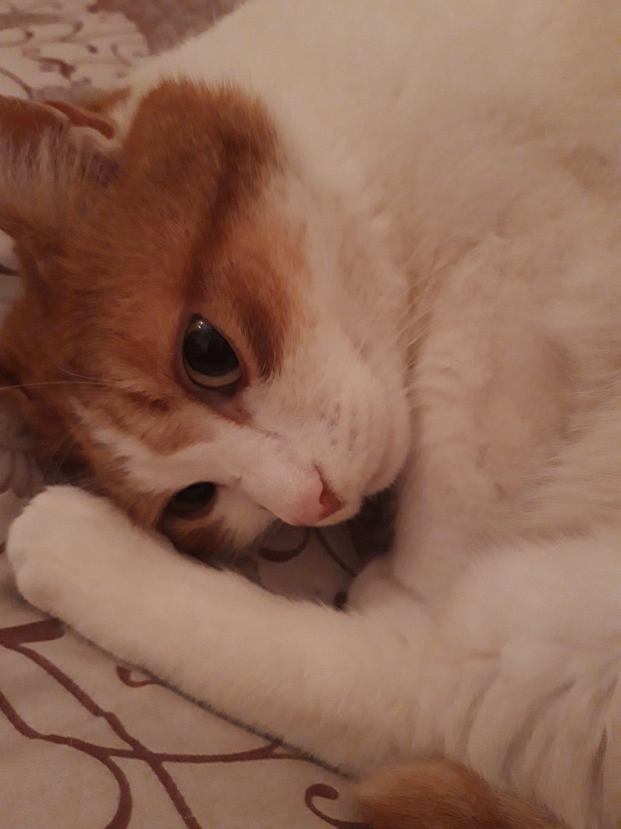 eneri_toff's tweet photo. I gatti non hanno il dono della parola      ma sono in grado di fare discorsi bellissimi 
#VentagliDiParole https://t.co/gwhedEjVgb