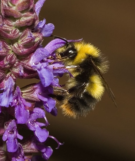 BumblebeeTrust's tweet photo. The Early #bumblebee (Bombus pratorum) is a spring specialist, as its name suggests! 🌸 Queens are one of our earliest bumblebees to emerge from hibernation every year, and males can be seen as early as April or May. https://t.co/vg93a5yHu0